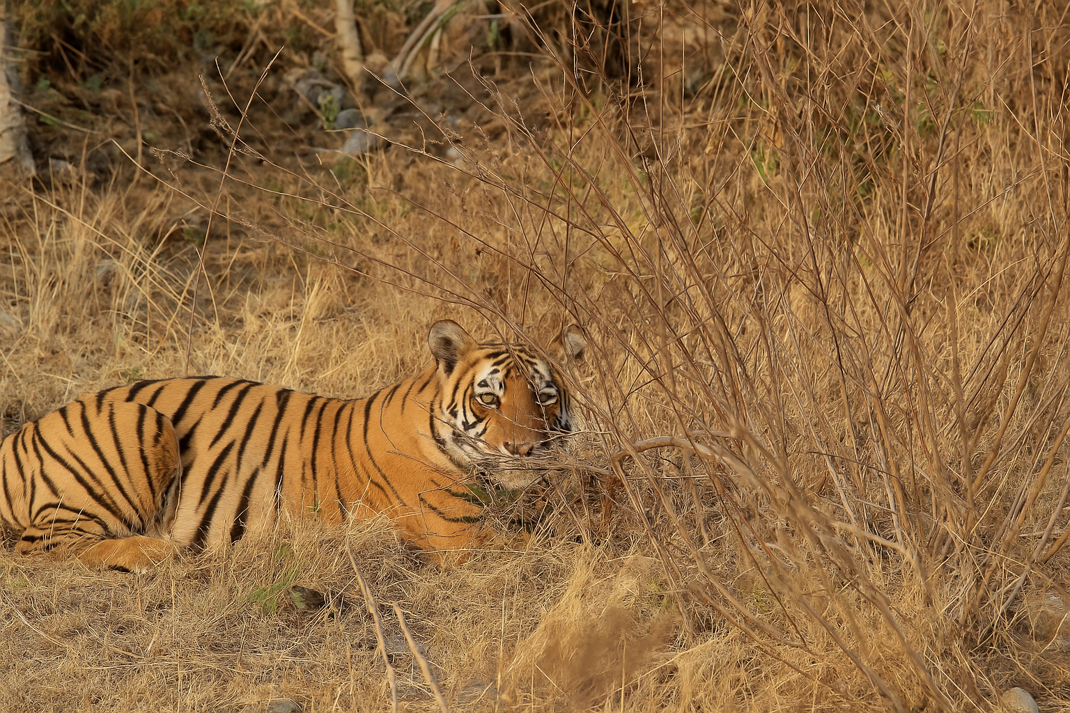 tiger